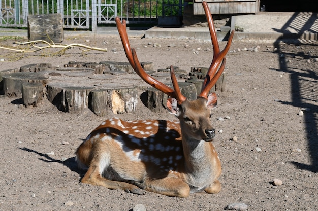 Sika deer basking on the ground