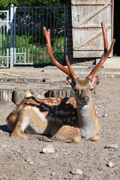 Sika deer basking on the ground