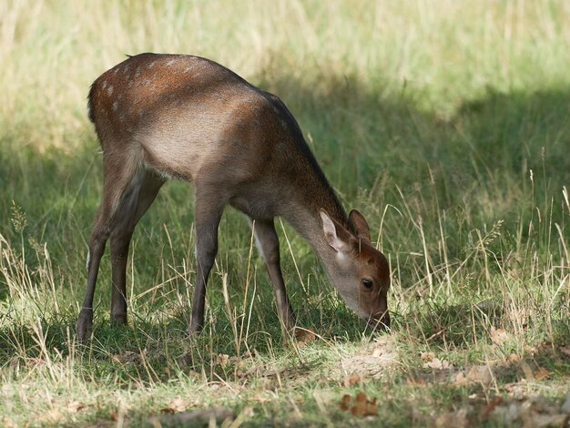 Sika deer Cervus nippon