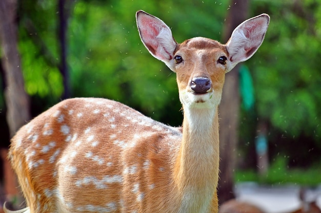 The sika deer is one of the few deer species that does not lose its spots upon reaching maturity