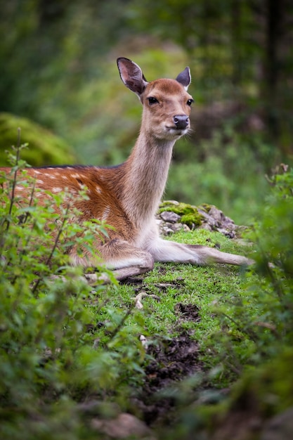 Пятнистый олень лат Cervus nippon лань