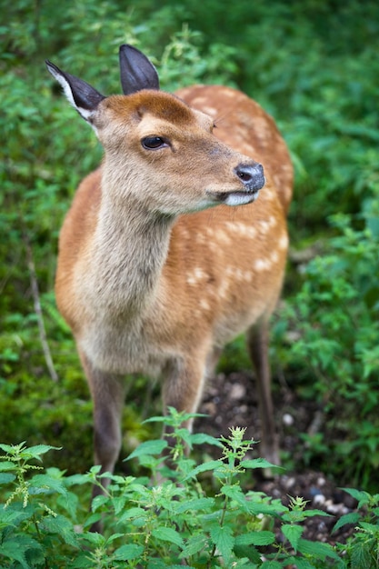 Пятнистый олень лат Cervus nippon лань