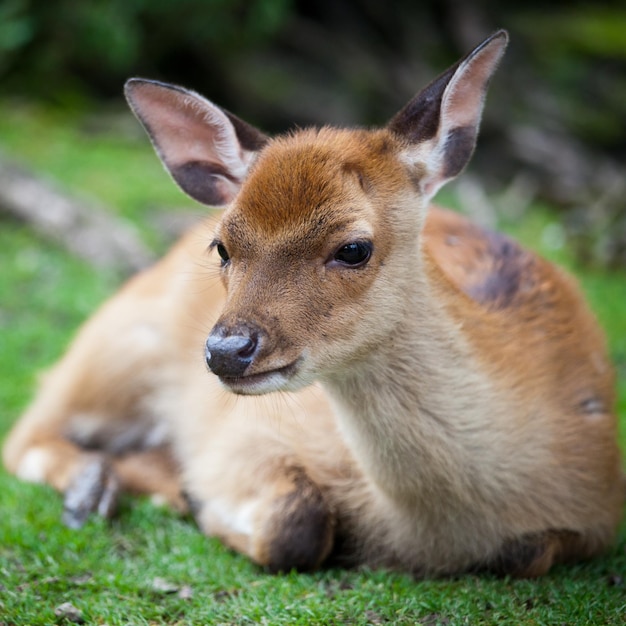 Sika deer lat Cervus nippon doe