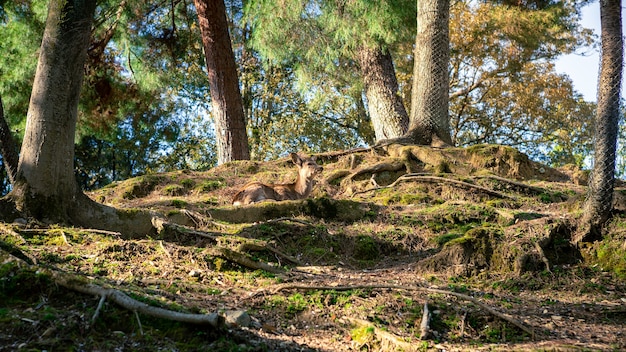 I cervi sika vivono liberamente in un parco giapponese di nara. un giovane cervus nippon selvatico durante la stagione primaverile. attrazione turistica del giappone. parchi naturali del mondo.