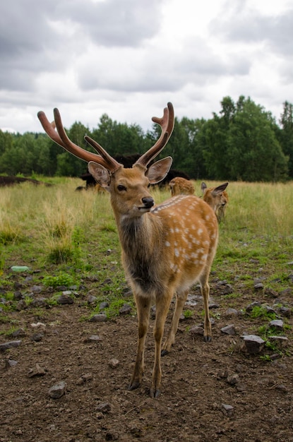 Летом в заповеднике гуляют пятнистые олени Туризм в России Путешествие на природу