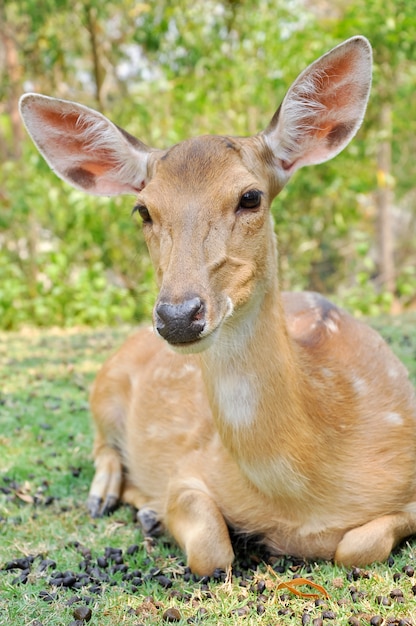 Photo sika deer