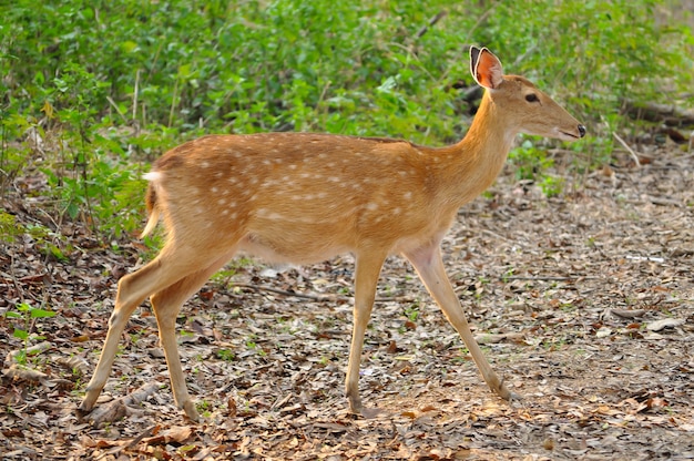 Photo sika deer