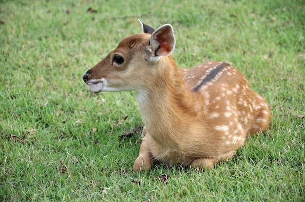 Il cervo sika