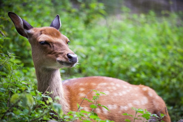 Sika herten lat Cervus nippon doe