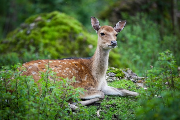 Sika herten lat Cervus nippon doe