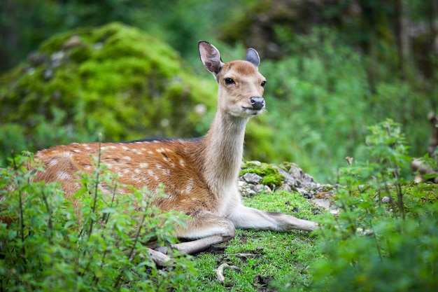 Sika herten lat Cervus nippon doe