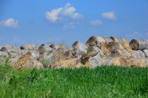 Silage bales of a crop wrapped up for storage