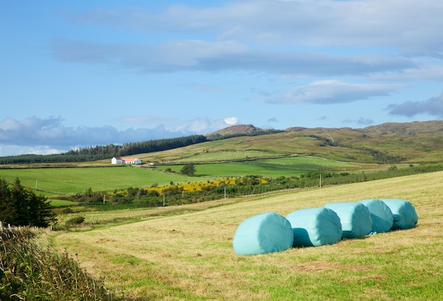 Silagebalen op een veld