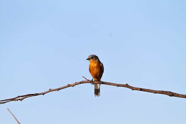 Silberbird op de tak. Tanzania, Serengeti