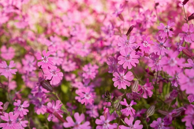 Silene dioica или Melandrium rubrum крупным планом. Фон нежных розовых садовых цветов полный кадр