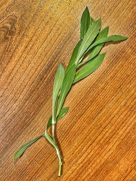 Silene vulgaris in bergamo