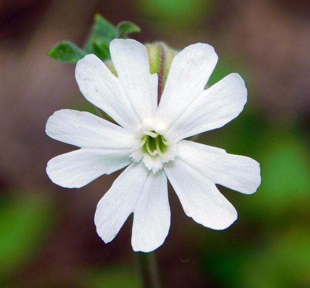 Photo silene white flower