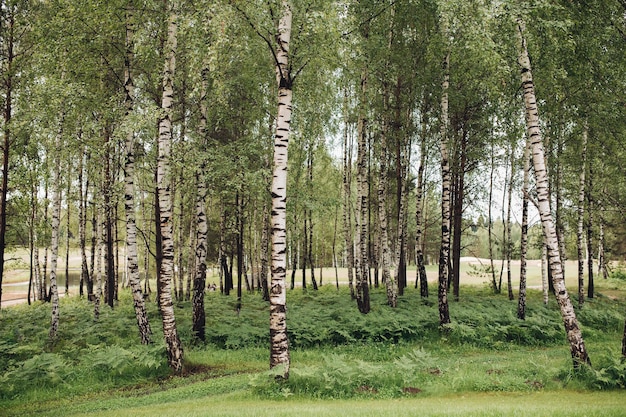 Silent green forestScenic view of summer green park lawn surrounded by trees on cloudy day Nobody