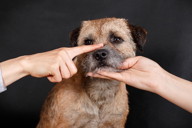 Foto cane rosso silenzioso su sfondo nero