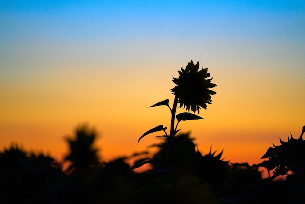 Foto silhouet bloem tegen de romantische hemel tijdens zonsondergang