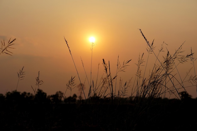 Silhouet bloemen gras zonsondergang achtergrond