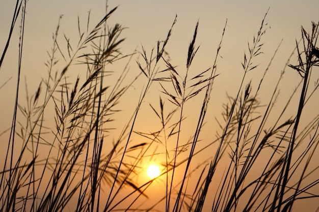 Silhouet bloemen gras zonsondergang achtergrond