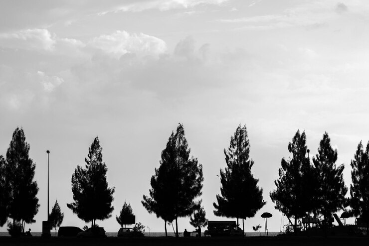 Foto silhouet bomen op het veld tegen de lucht