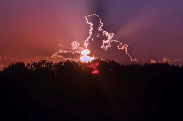 Silhouet bomen tegen de hemel's nachts