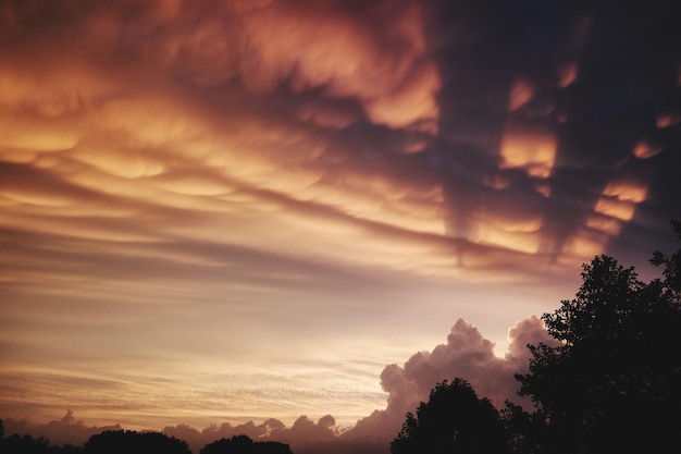 Silhouet bomen tegen een bewolkte hemel tijdens zonsondergang