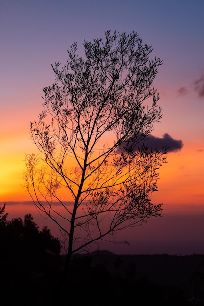 Silhouet boom op het veld tegen de romantische hemel bij zonsondergang