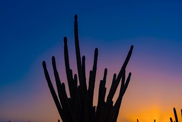 Foto silhouet cactus op het land tegen de lucht tijdens zonsondergang