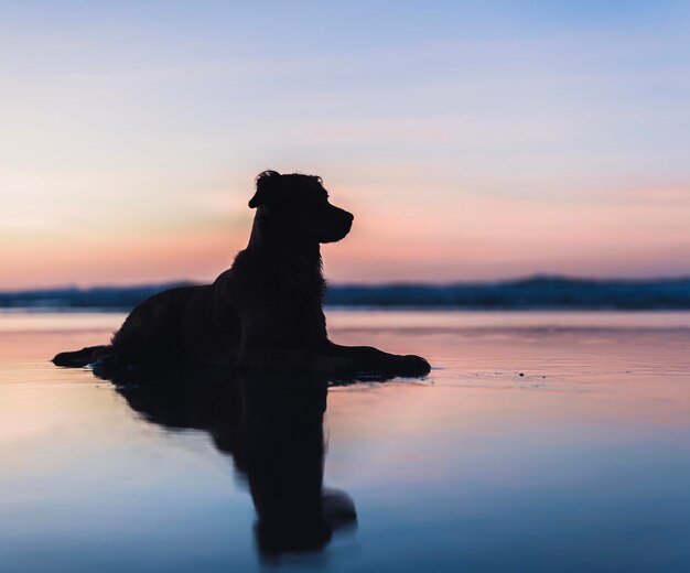 Foto silhouet dier op het strand tegen de hemel tijdens zonsondergang