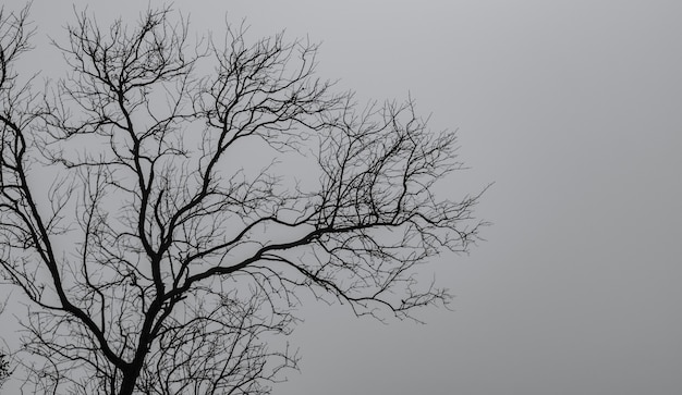 Silhouet dode boom op donkere dramatische hemel en witte wolkenachtergrond voor een vreedzame dood. Wanhoop en hopeloos concept. Jammer van de natuur. Dood en trieste emotie achtergrond. Dode tak uniek patroon.