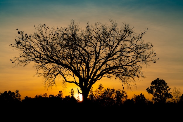 Silhouet dode boom op mooie zonsondergang of zonsopgang op gouden hemel