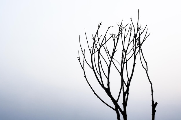 Silhouet dode boomtakken close-up shot onder de mistige lucht met kopieerruimte