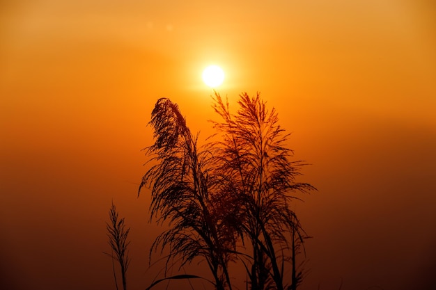 Silhouet glas bloem bij zonsondergang