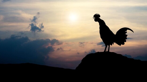 Foto silhouet haan tegen de hemel tijdens zonsondergang