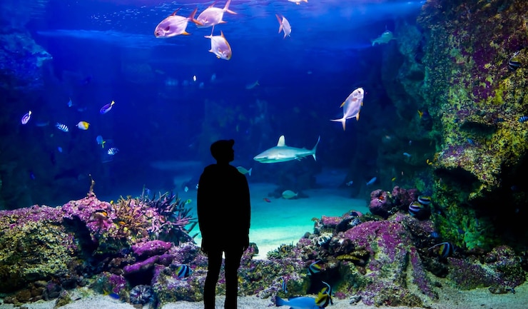 Foto silhouet man die naar vissen in het aquarium kijkt