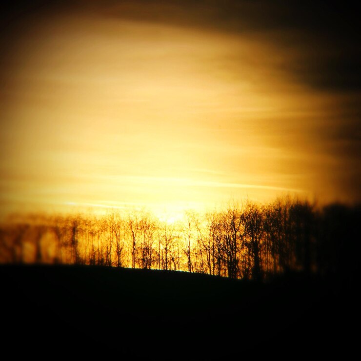 Foto silhouet naakte bomen op het veld tegen de hemel tijdens de zonsondergang