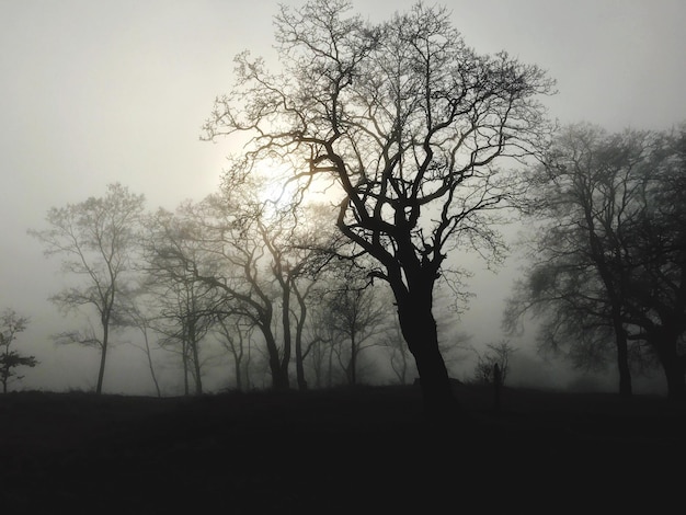 Foto silhouet naakte bomen op het veld tegen de lucht