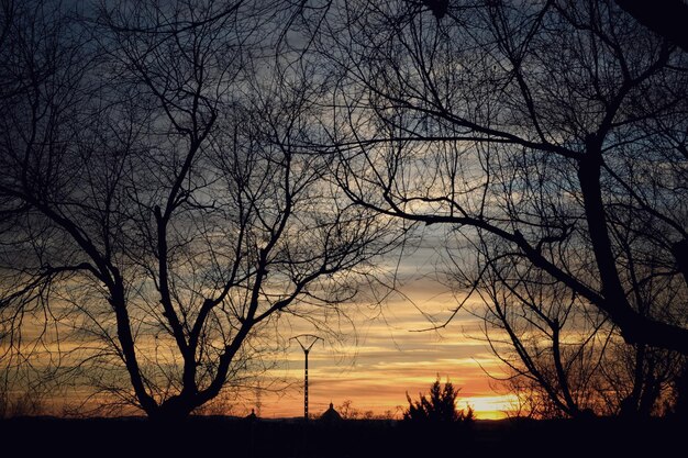 Foto silhouet naakte bomen tegen de dramatische hemel