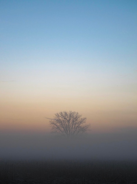 Foto silhouet naakte boom op het veld tegen een heldere hemel bij zonsondergang