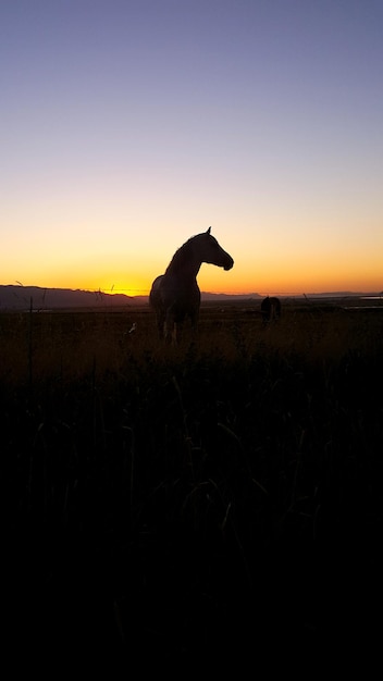 Foto silhouet paard op het veld tegen een heldere lucht bij zonsondergang