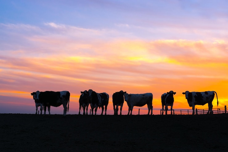Foto silhouet paarden op het landschap tegen de dramatische hemel