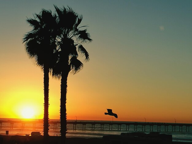 Silhouet palmbomen op het strand tegen een heldere lucht bij zonsondergang