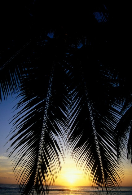 Foto silhouet palmboom op het strand bij zonsondergang
