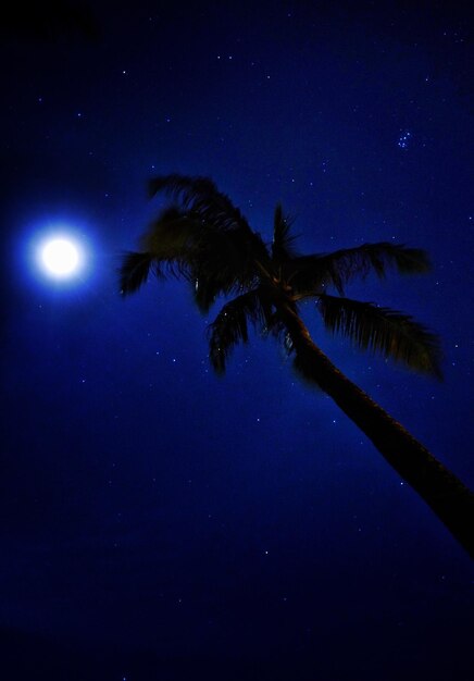 Foto silhouet palmboom tegen de blauwe hemel's nachts