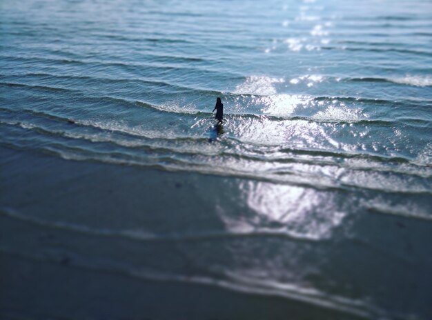 Foto silhouet persoon die op het strand staat