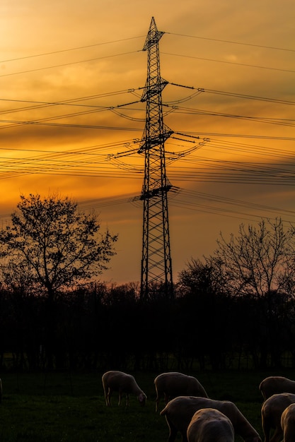 Foto silhouet schapenkar op het veld tegen de hemel tijdens de zonsondergang