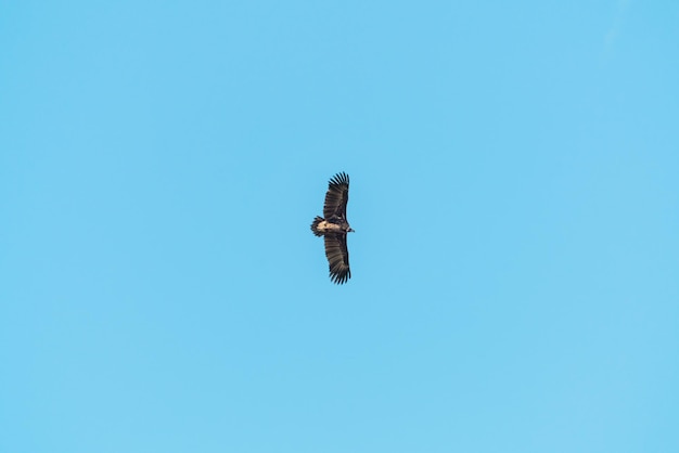 Silhouet Steppe-adelaar die in de blauwe lucht vliegt